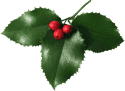 Mistletoe